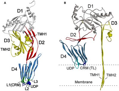 Cholesterol-Dependent Cytolysins Produced by Vaginal Bacteria: Certainties and Controversies